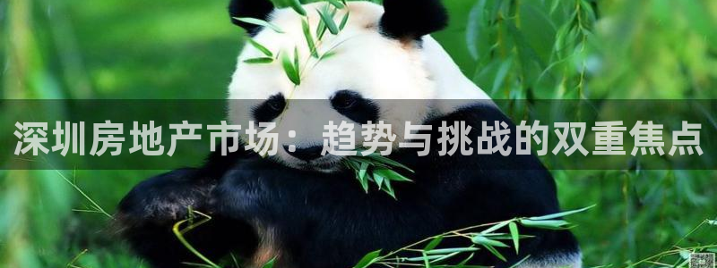 新宝5X：深圳房地产市场：趋势与挑战的双重焦点