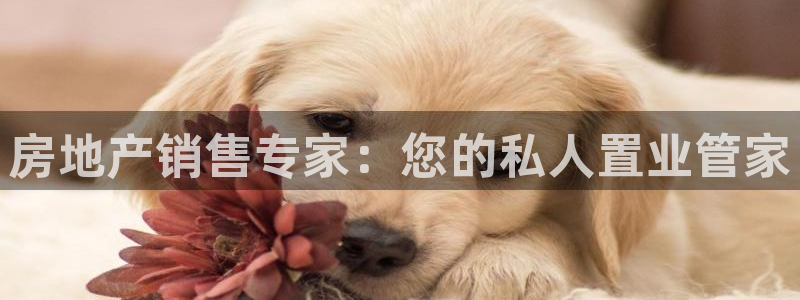 新宝5内部：房地产销售专家：您的私人置业管家