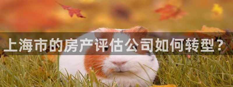 新宝5是谁：上海市的房产评估公司如何转型？