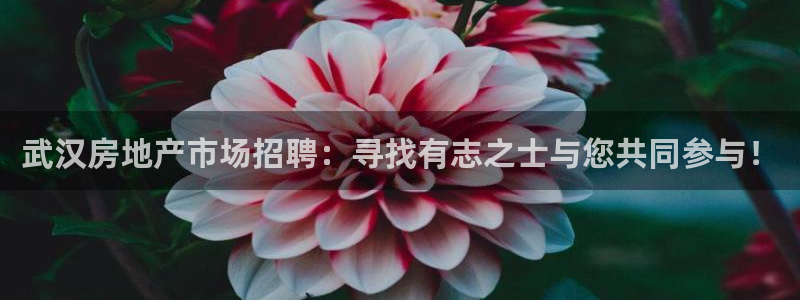 新宝5卫74OOO5：武汉房地产市场招聘：寻找有志之士与您共